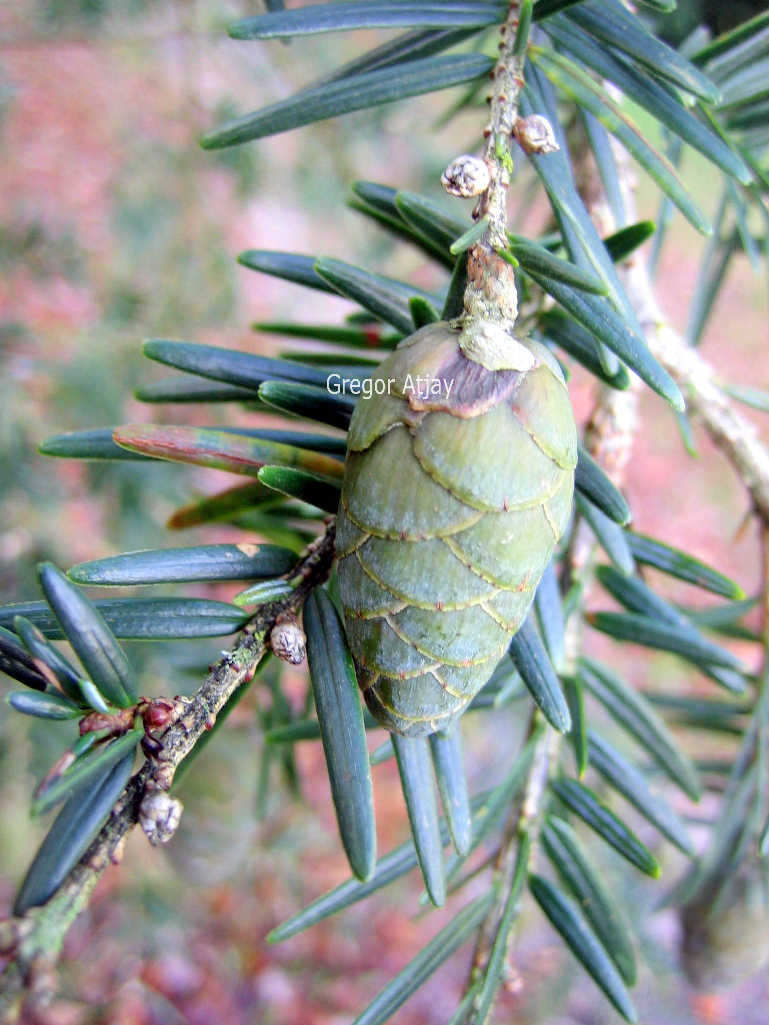 Tsuga chinensis