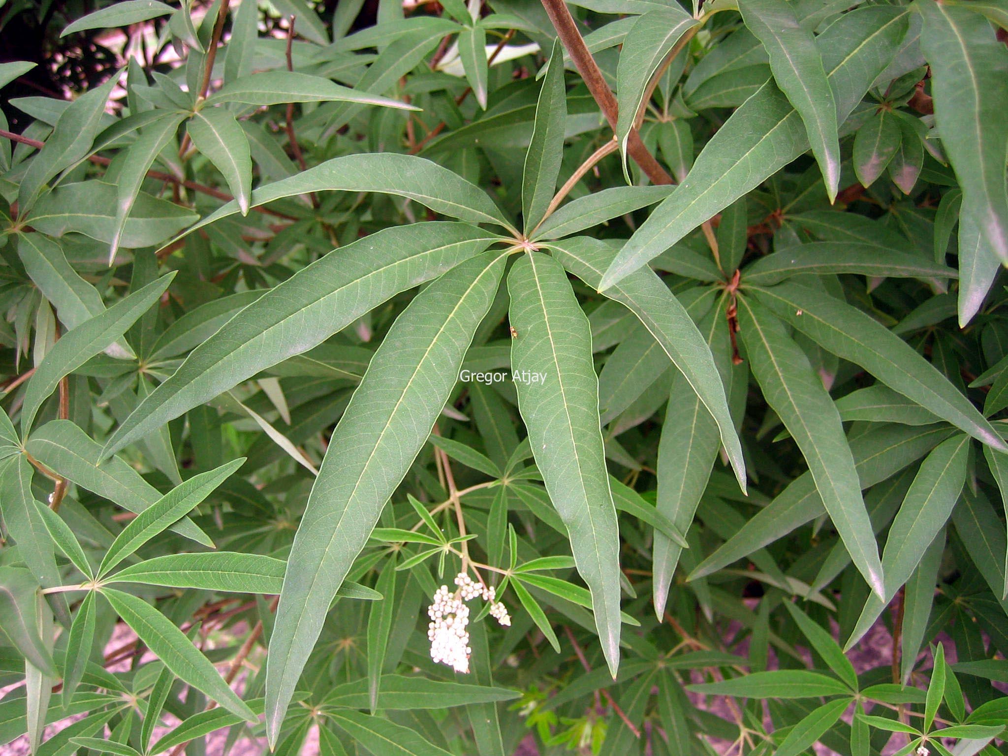 Vitex agnus-castus 'Alba'