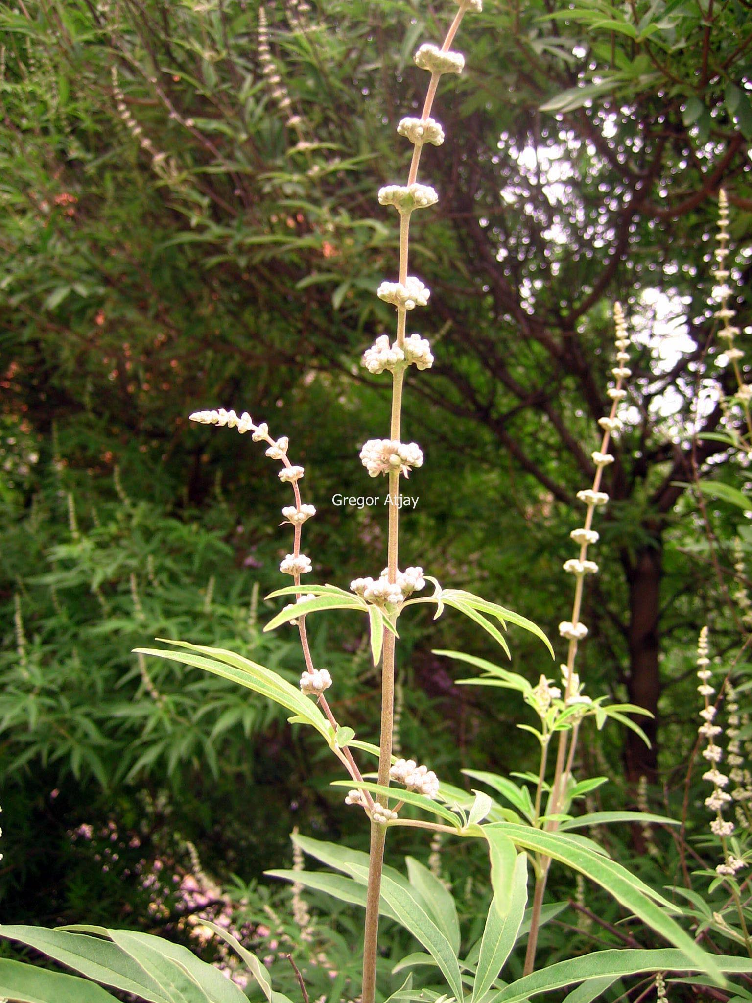 Vitex agnus-castus 'Alba'