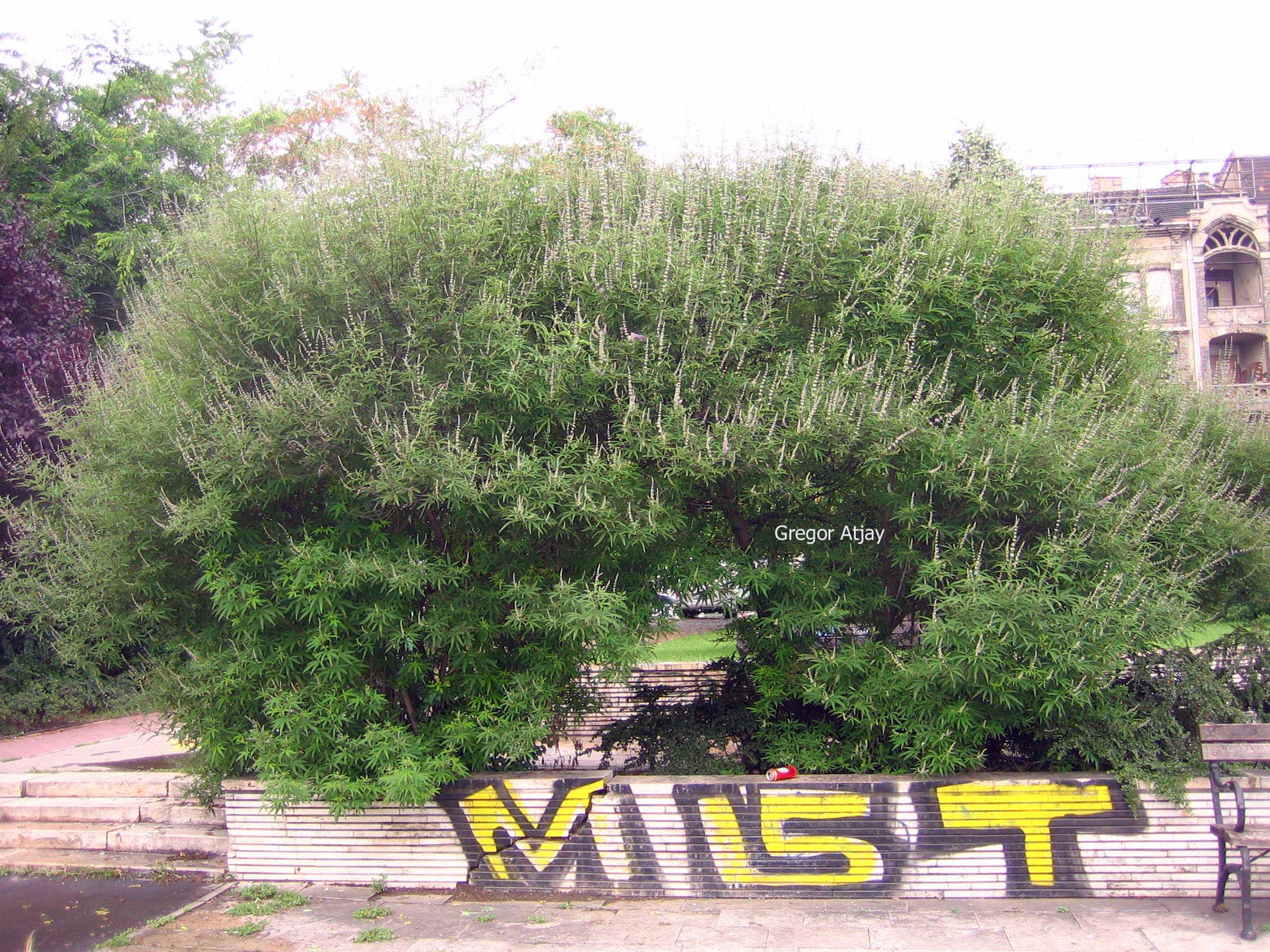 Vitex agnus-castus 'Alba'
