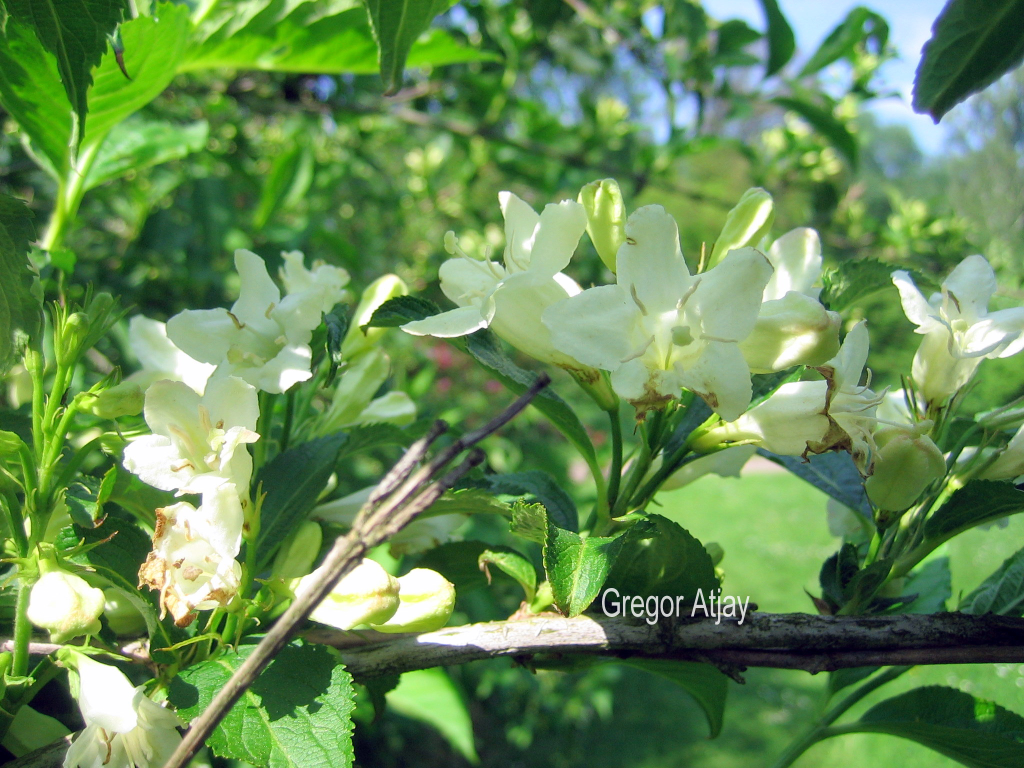 Weigela 'Candida'