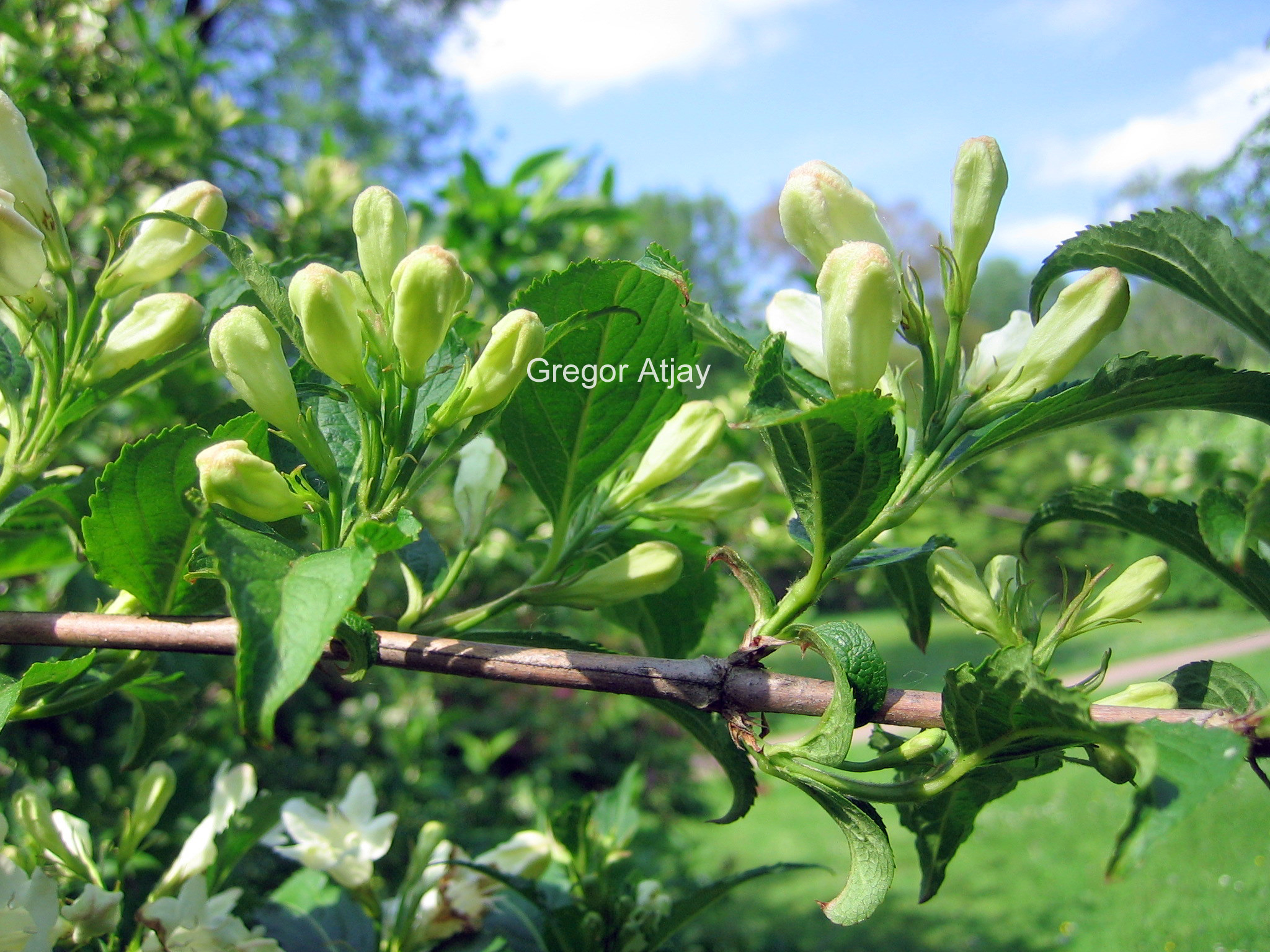 Weigela 'Candida'