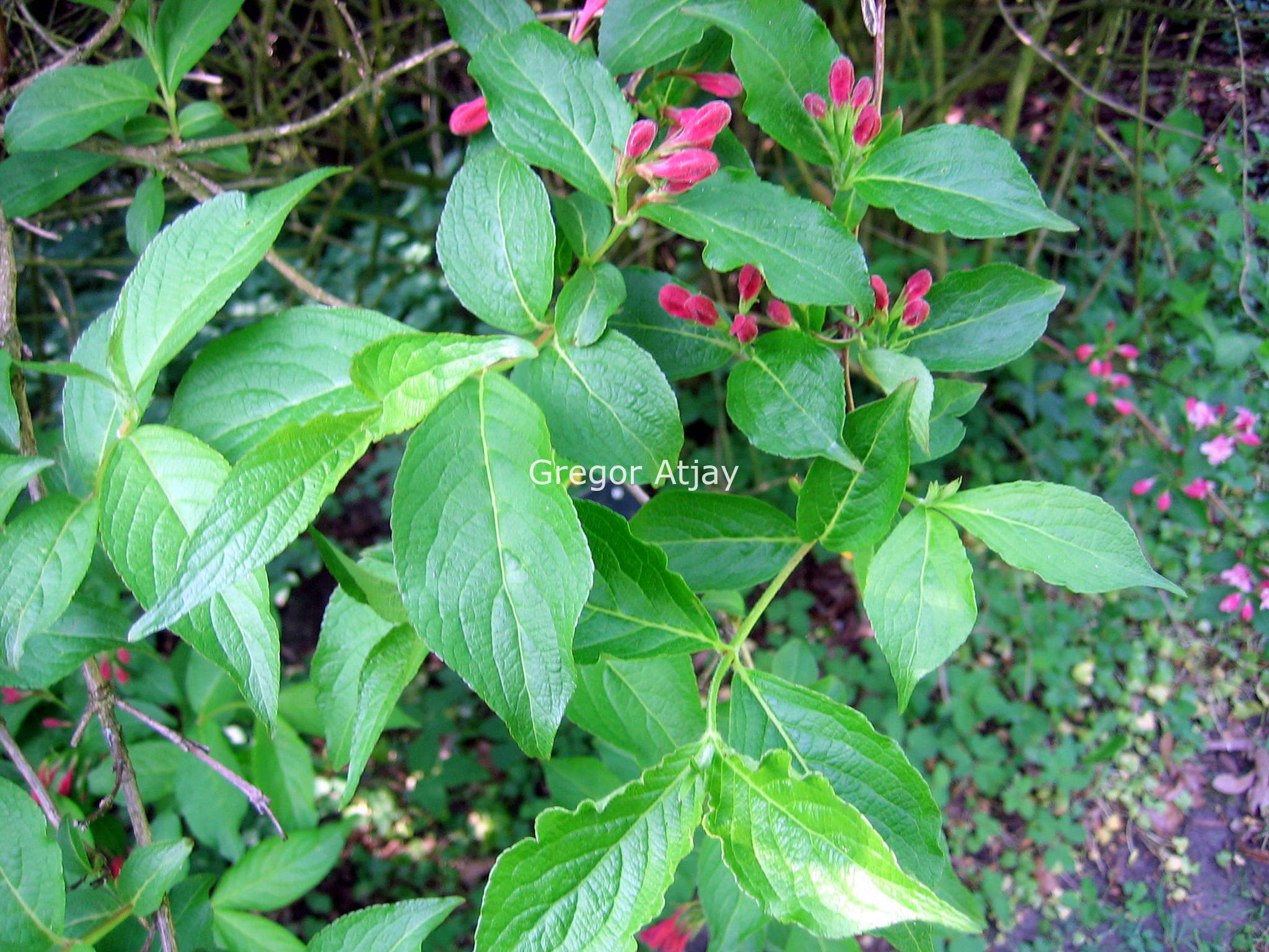 Weigela 'Styriaca'