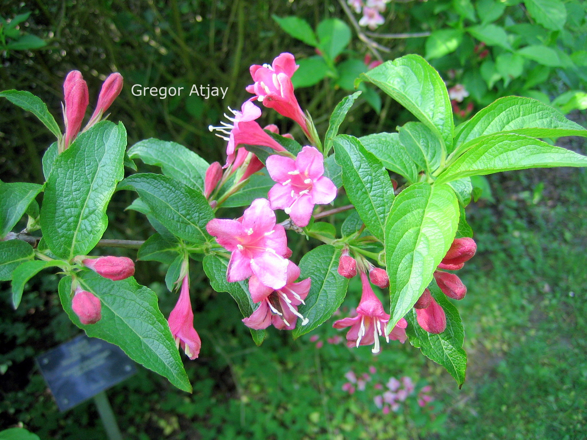 Weigela 'Styriaca'