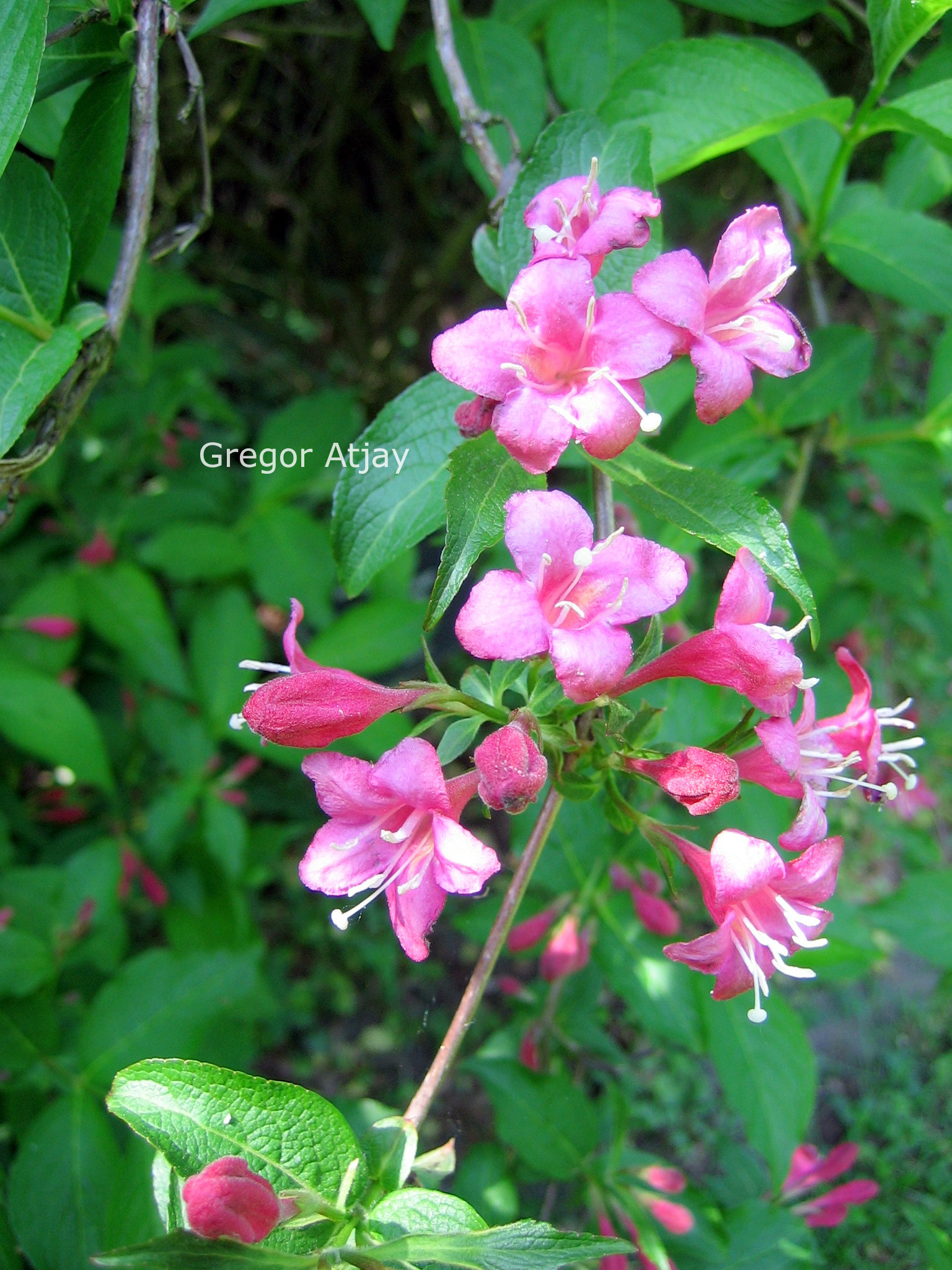 Weigela 'Styriaca'