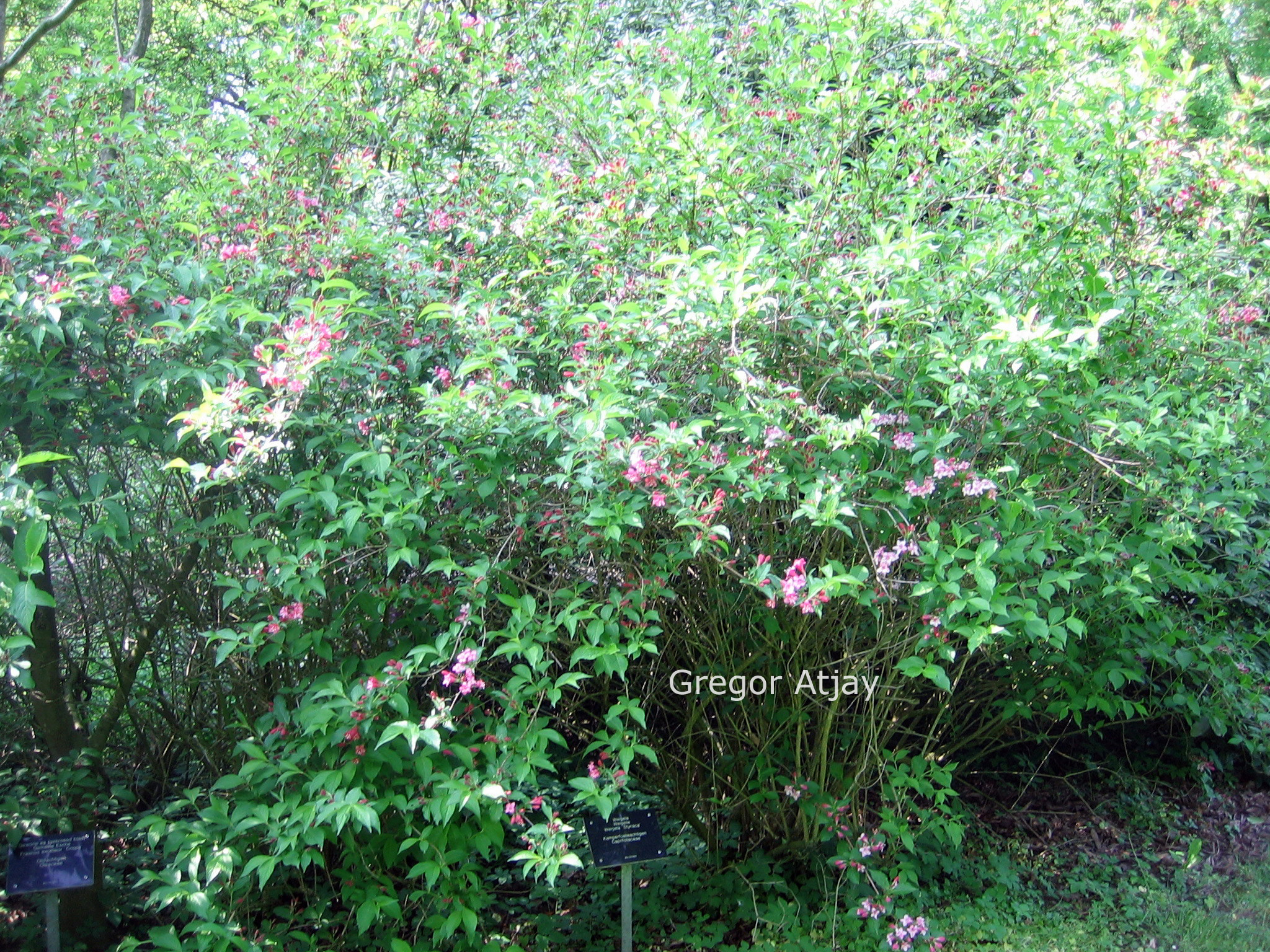 Weigela 'Styriaca'