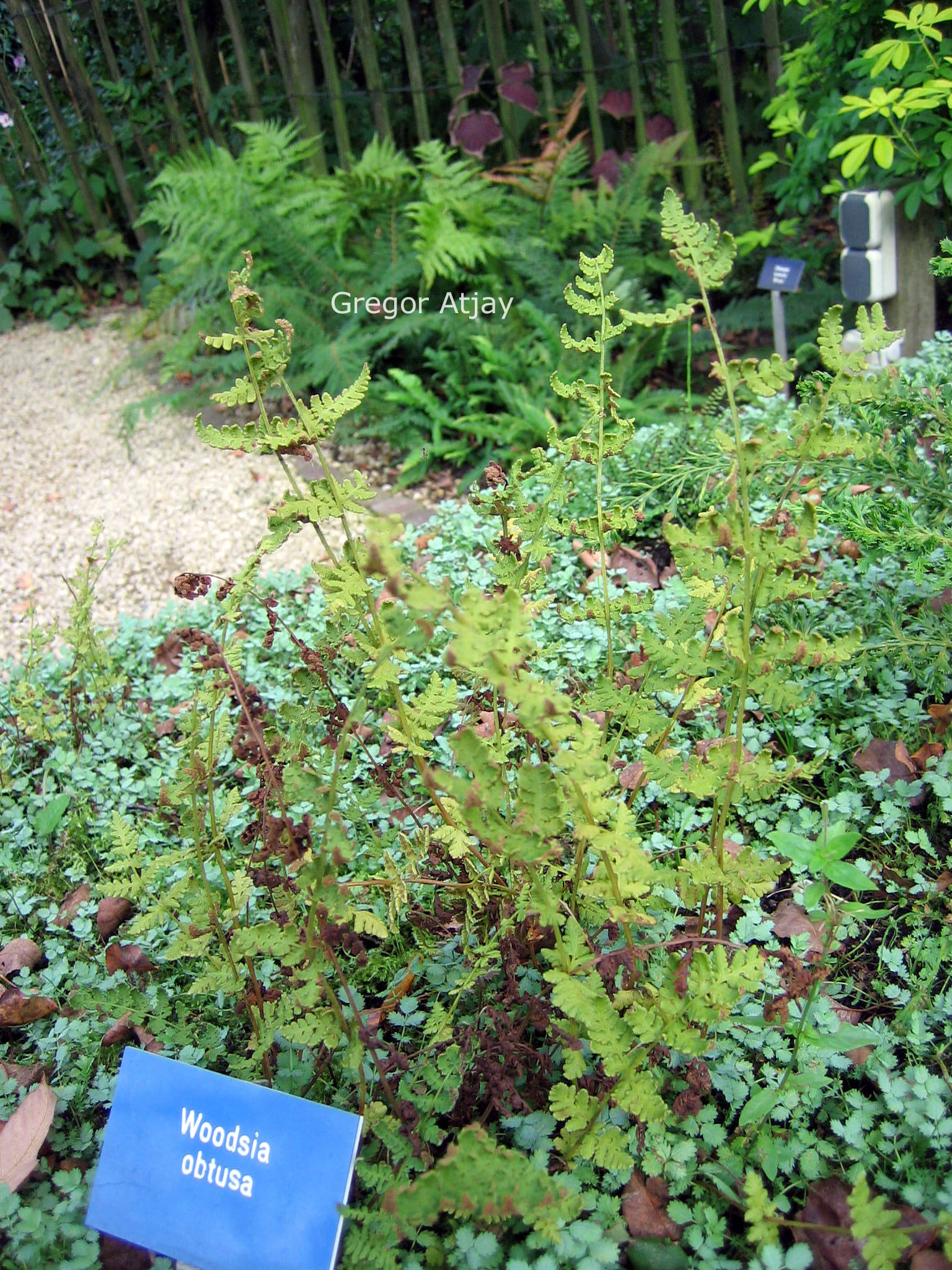 Woodsia obtusa