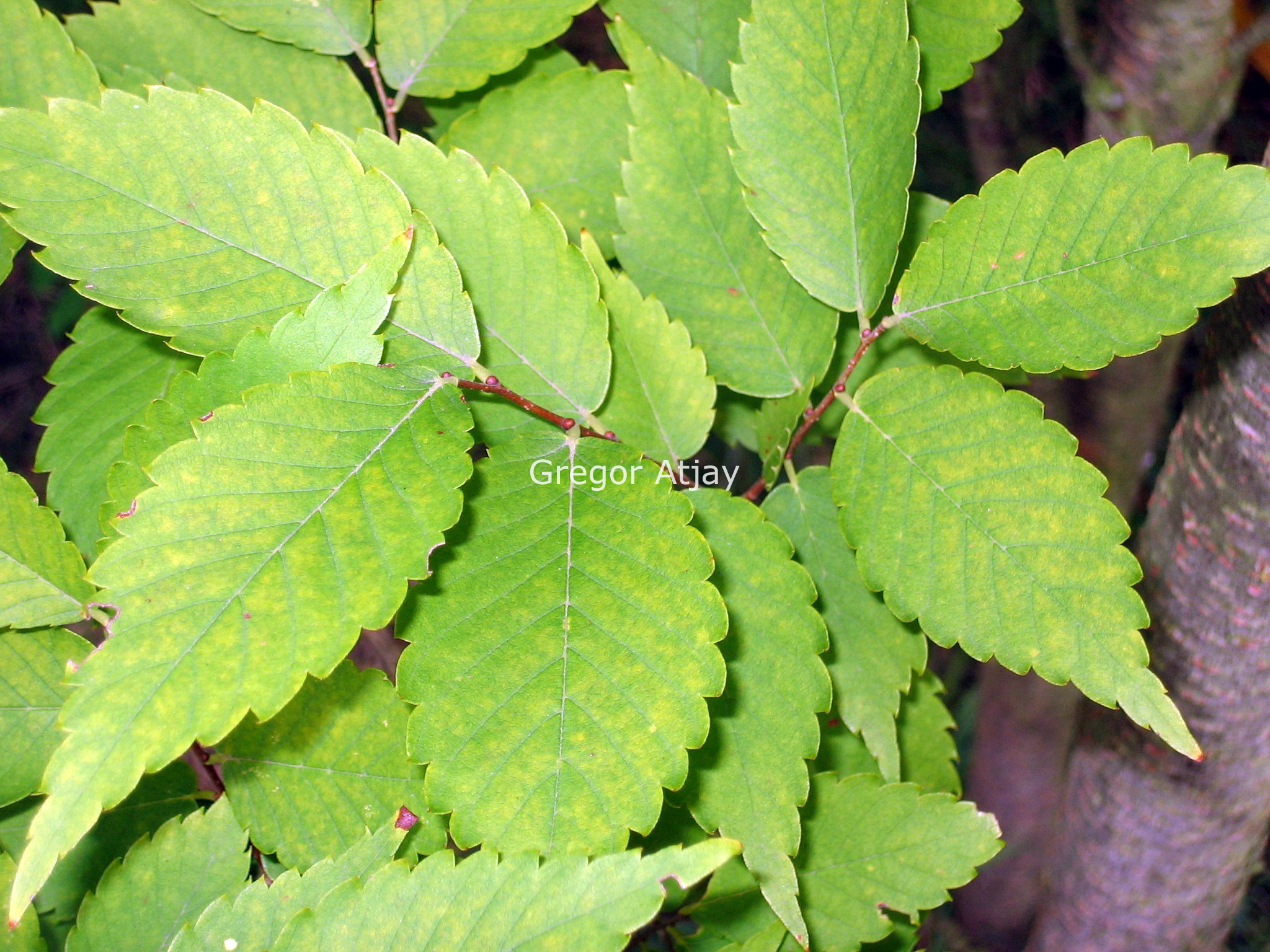 Zelkova serrata 'Fastigiata'