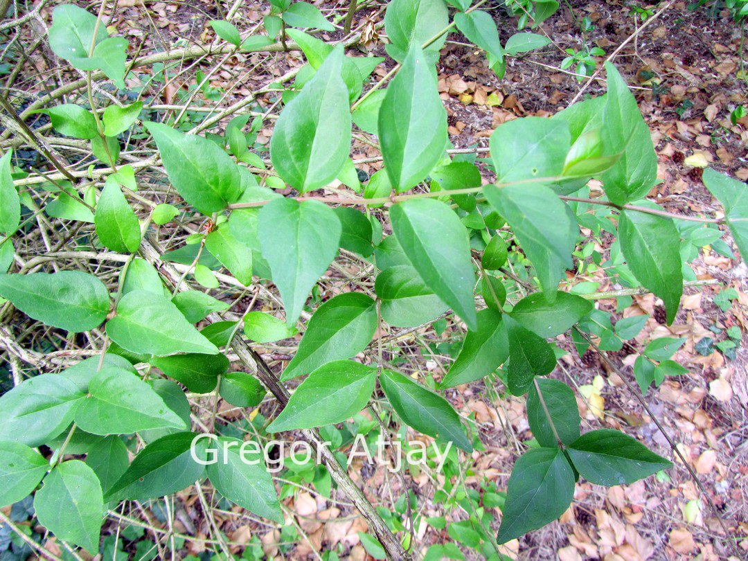 Abelia chinensis