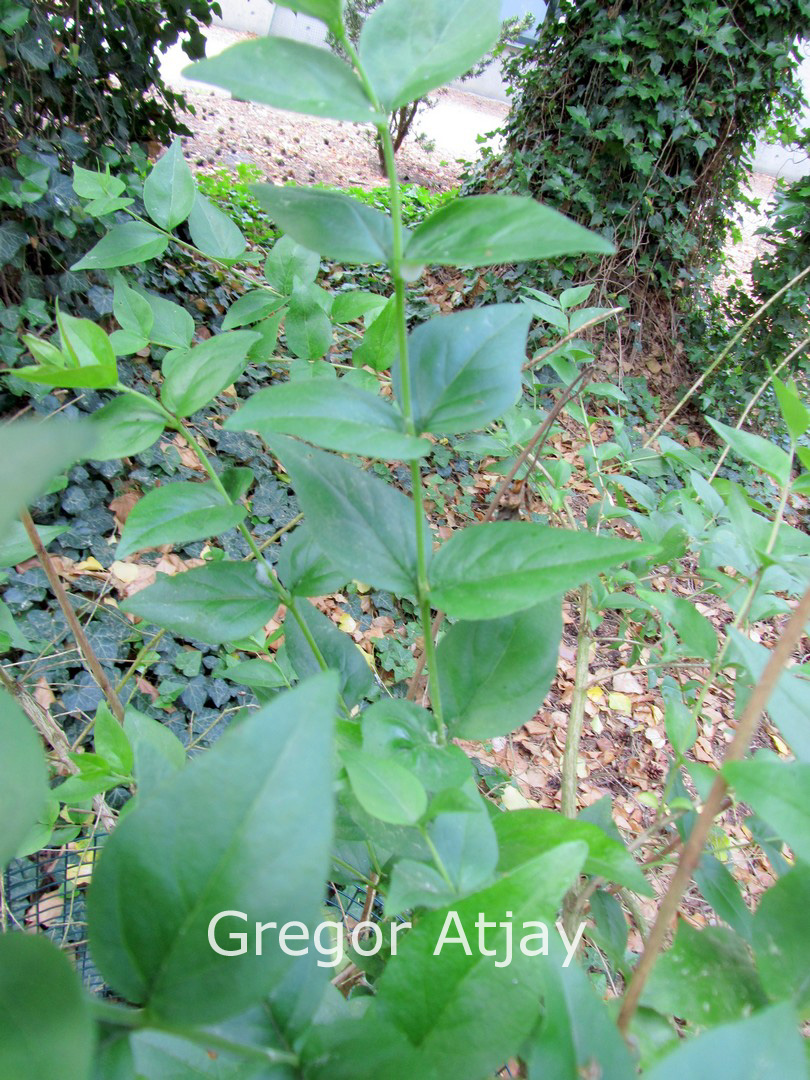 Abelia chinensis