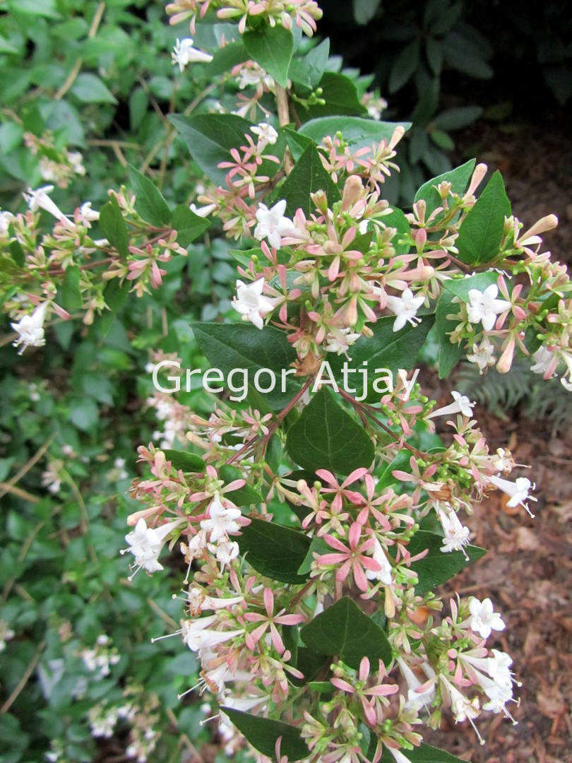 Abelia chinensis