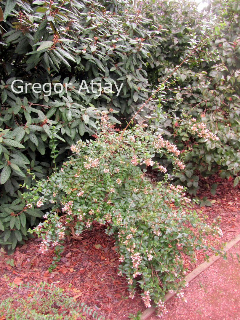 Abelia chinensis