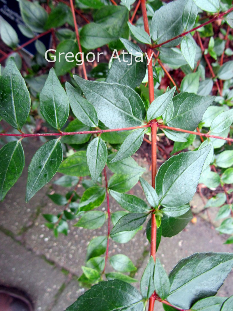 Abelia floribunda