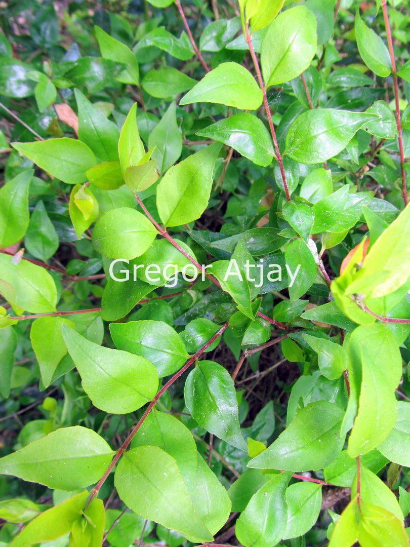 Abelia grandiflora 'Francis Mason'