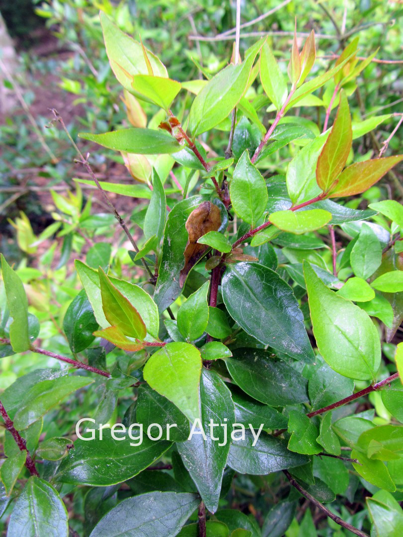 Abelia grandiflora 'Francis Mason'