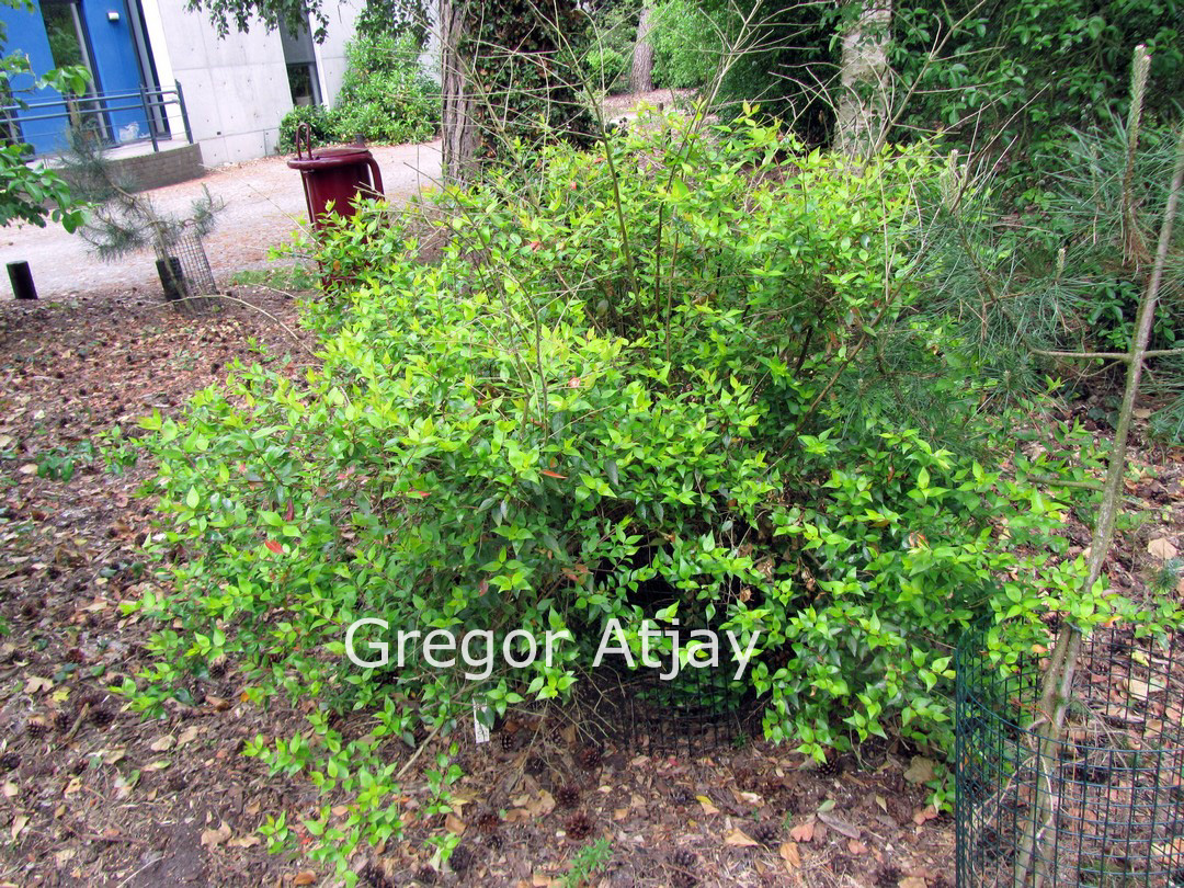 Abelia grandiflora 'Francis Mason'