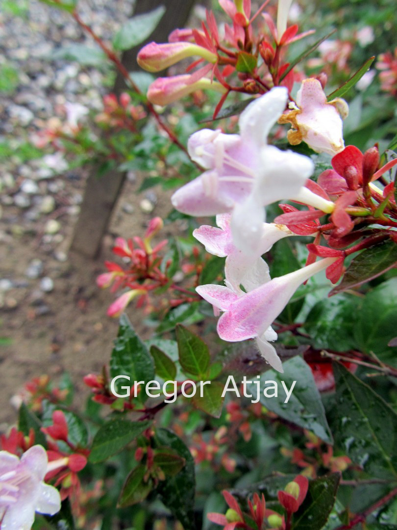 Abelia grandiflora