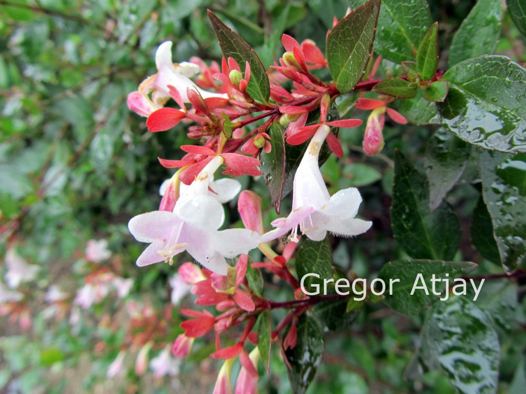 Abelia grandiflora