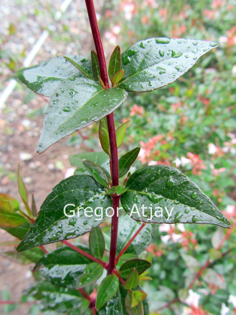 Abelia grandiflora