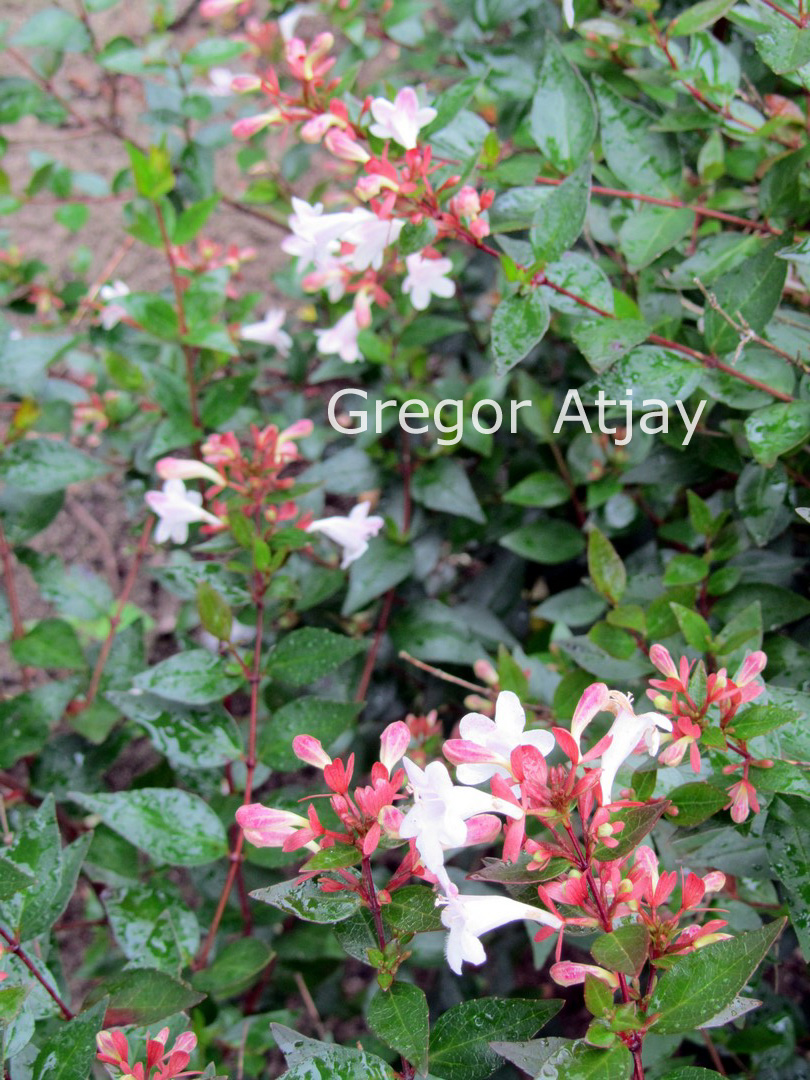 Abelia grandiflora