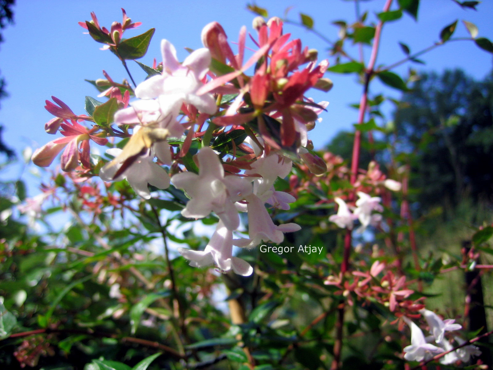 Abelia grandiflora