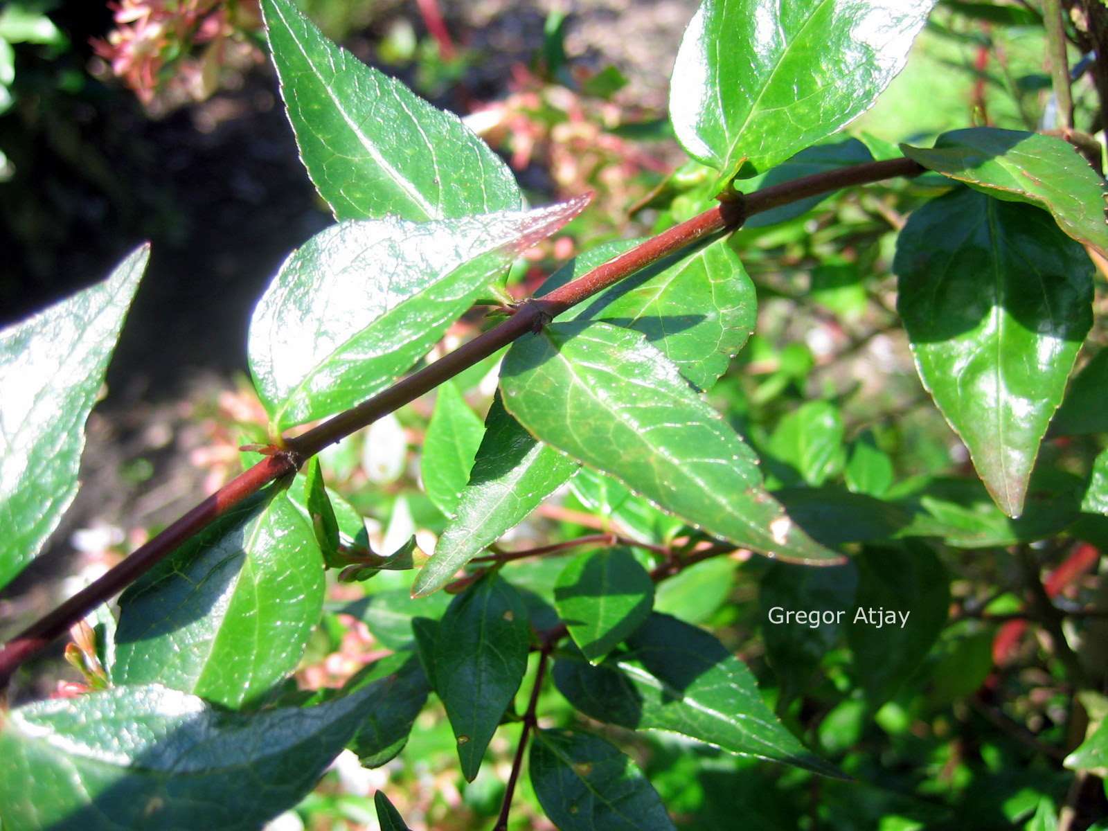 Abelia grandiflora