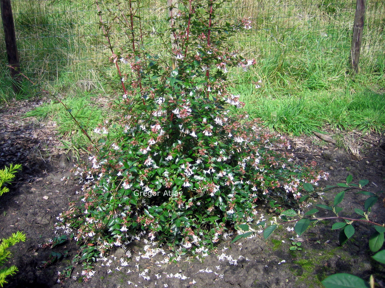 Abelia grandiflora