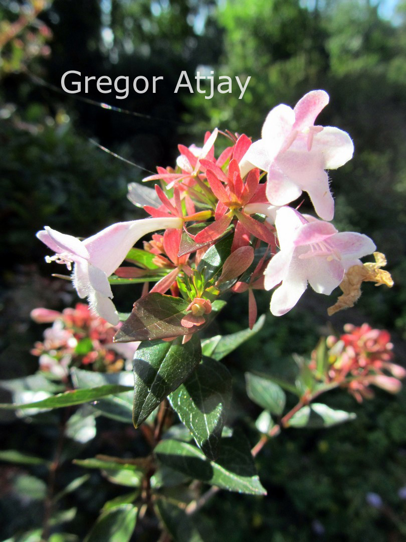 Abelia grandiflora