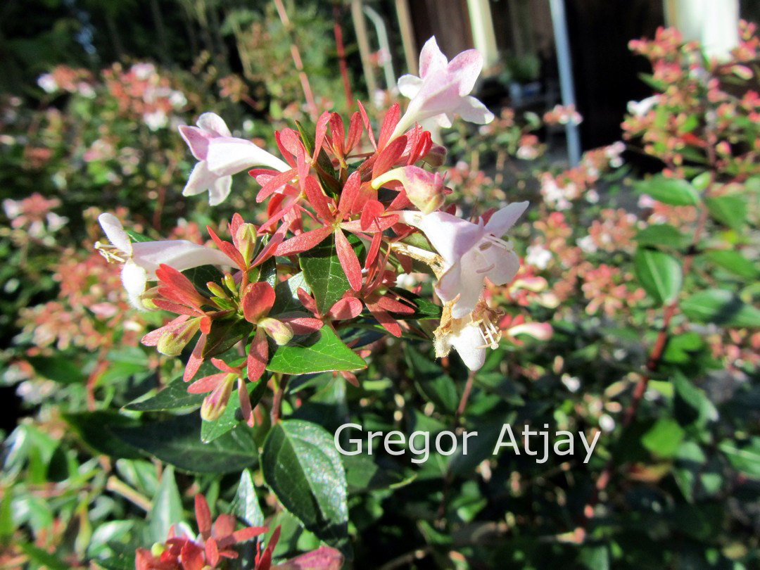 Abelia grandiflora