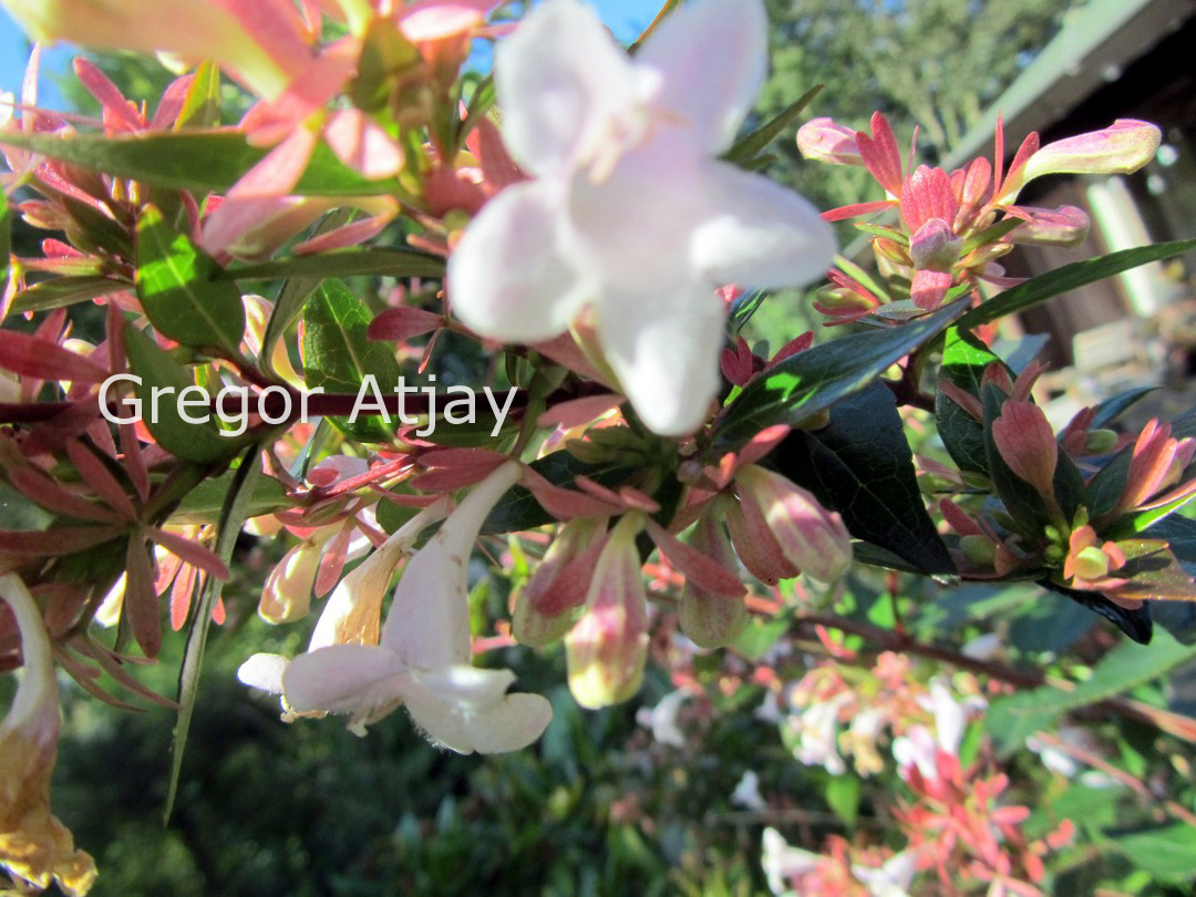 Abelia grandiflora