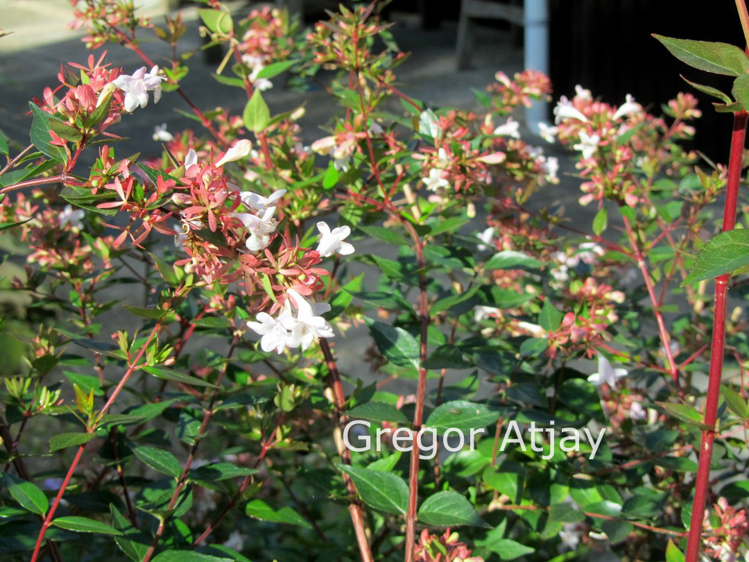 Abelia grandiflora