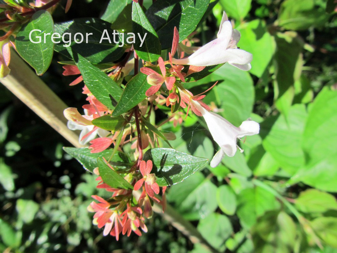 Abelia grandiflora