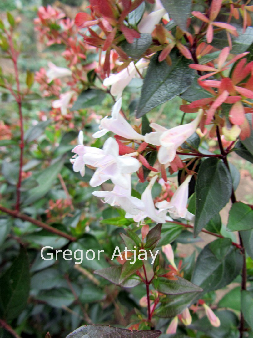 Abelia grandiflora