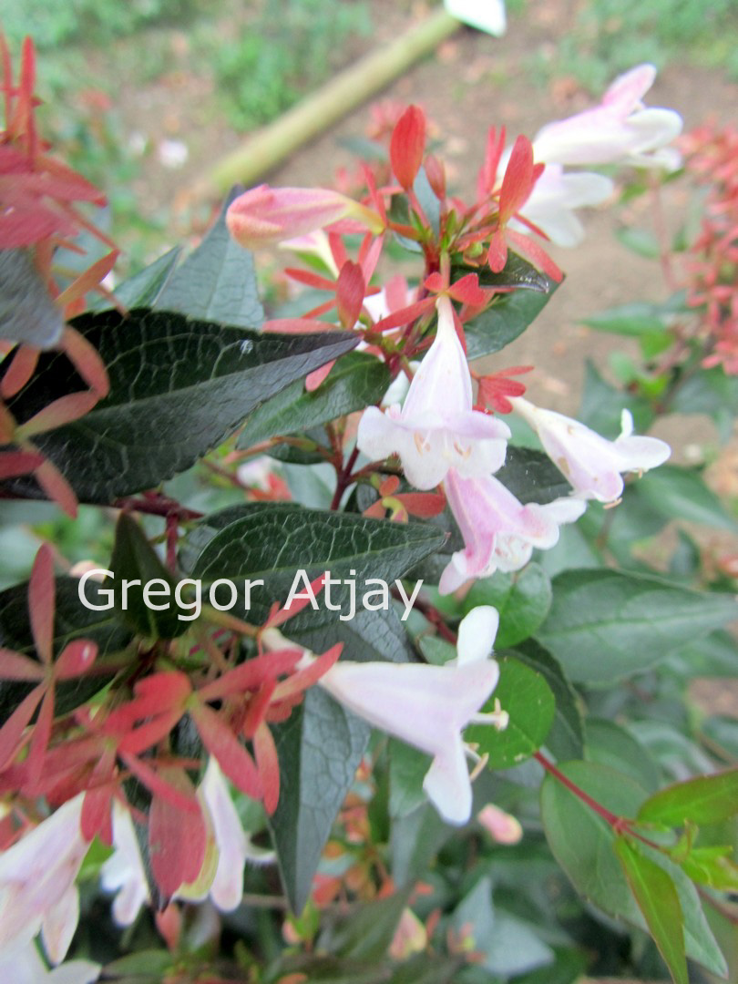 Abelia grandiflora