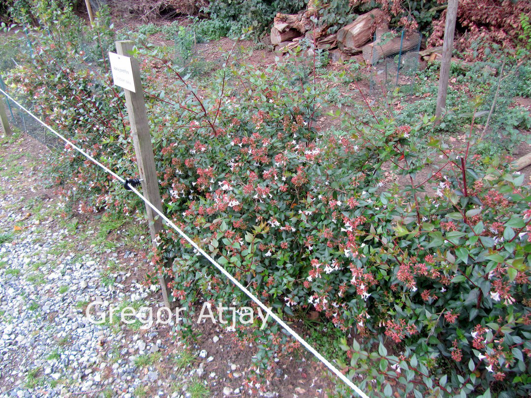 Abelia grandiflora