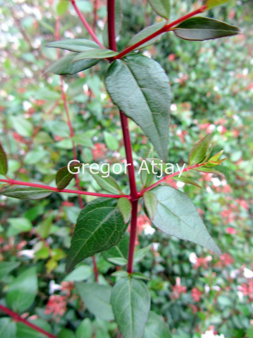 Abelia grandiflora