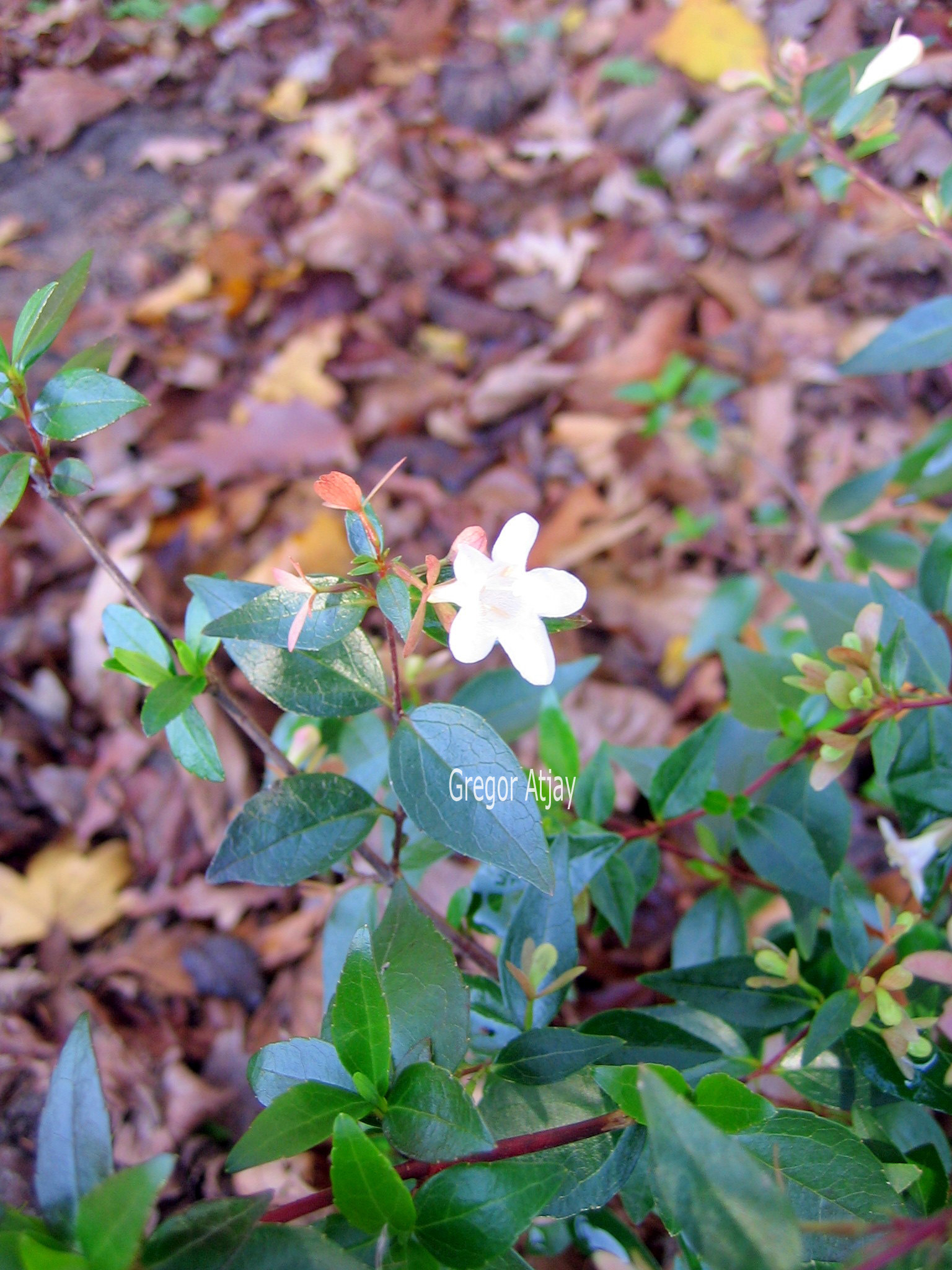 Abelia grandiflora