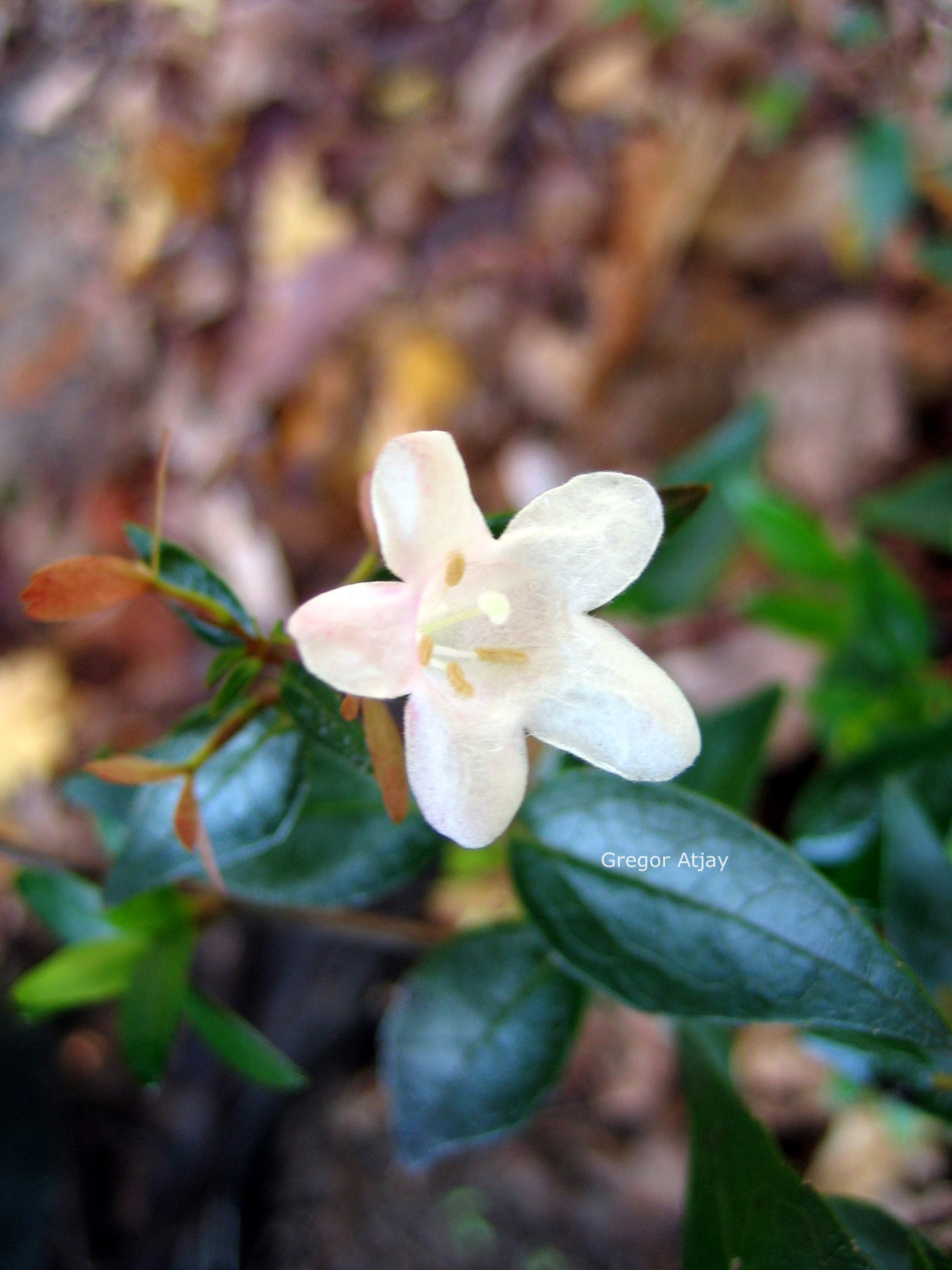 Abelia grandiflora