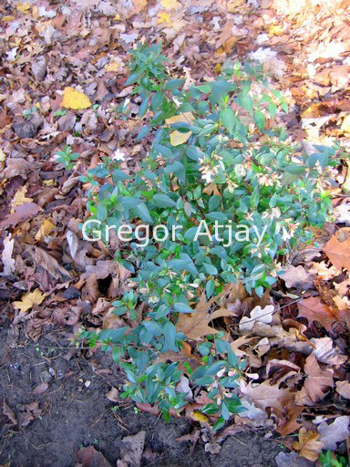 Abelia grandiflora