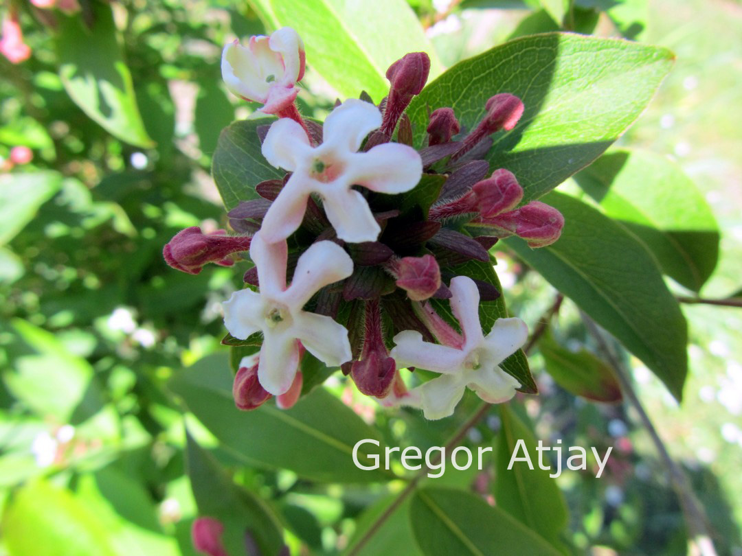 Abelia mosanensis