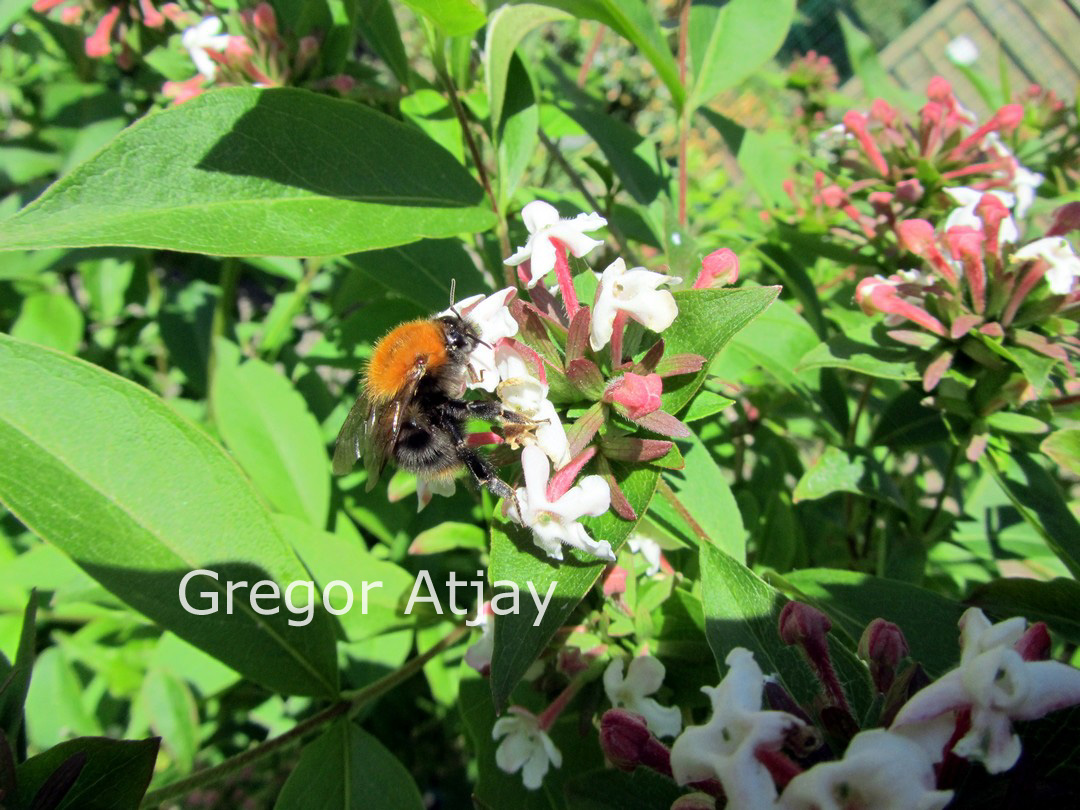Abelia mosanensis