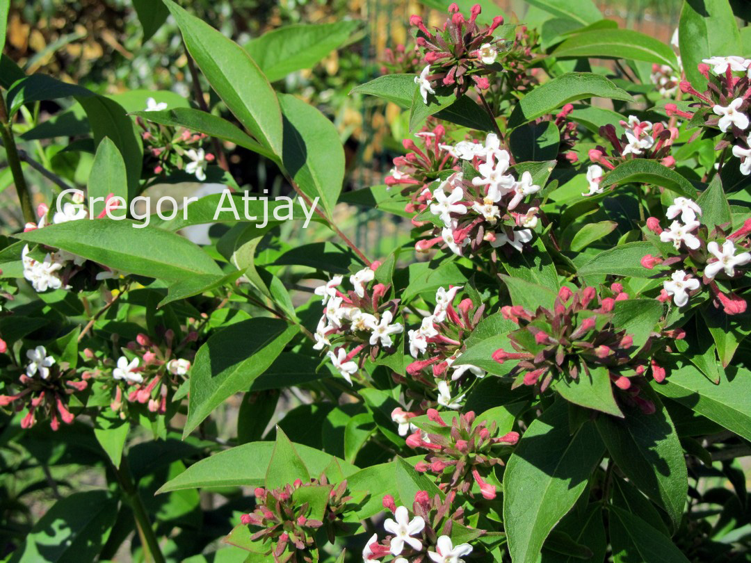 Abelia mosanensis