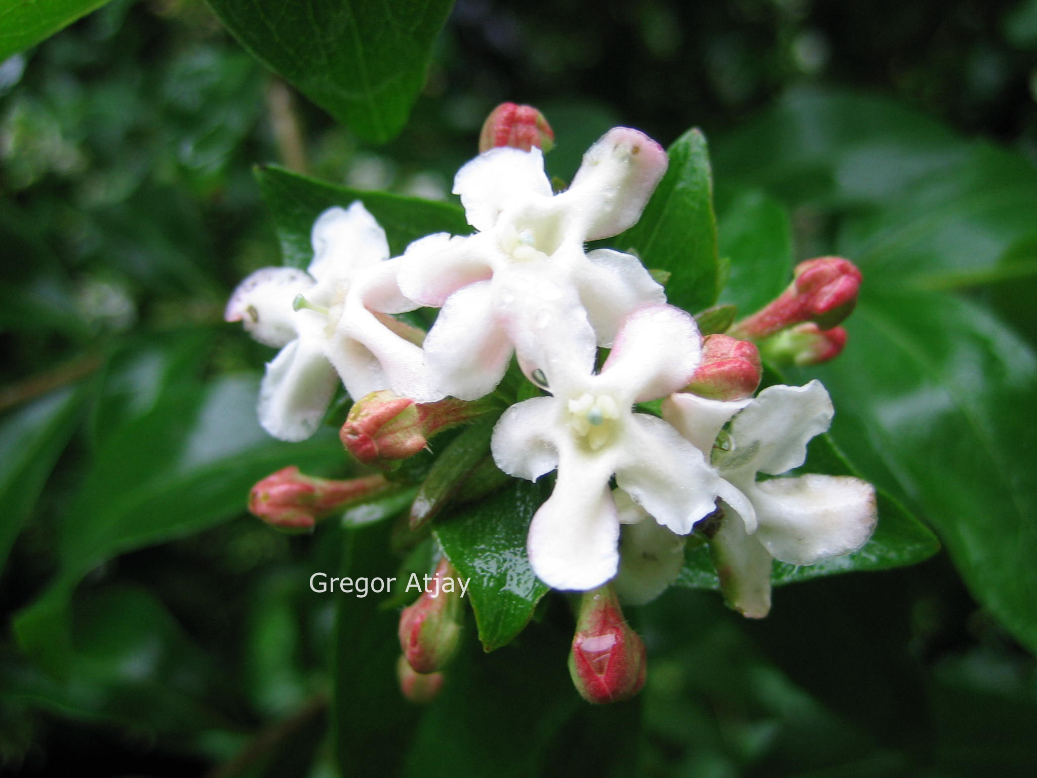 Abelia mosanensis