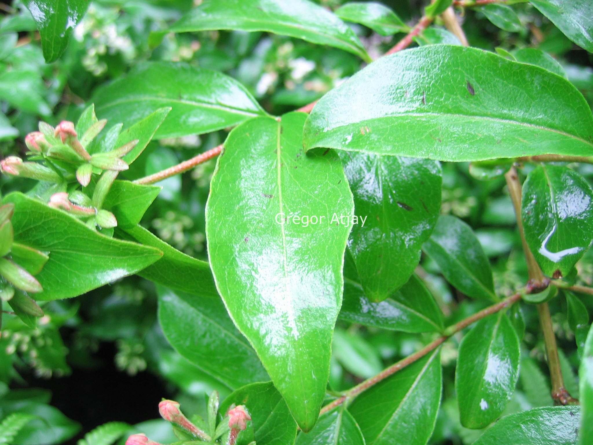 Abelia mosanensis