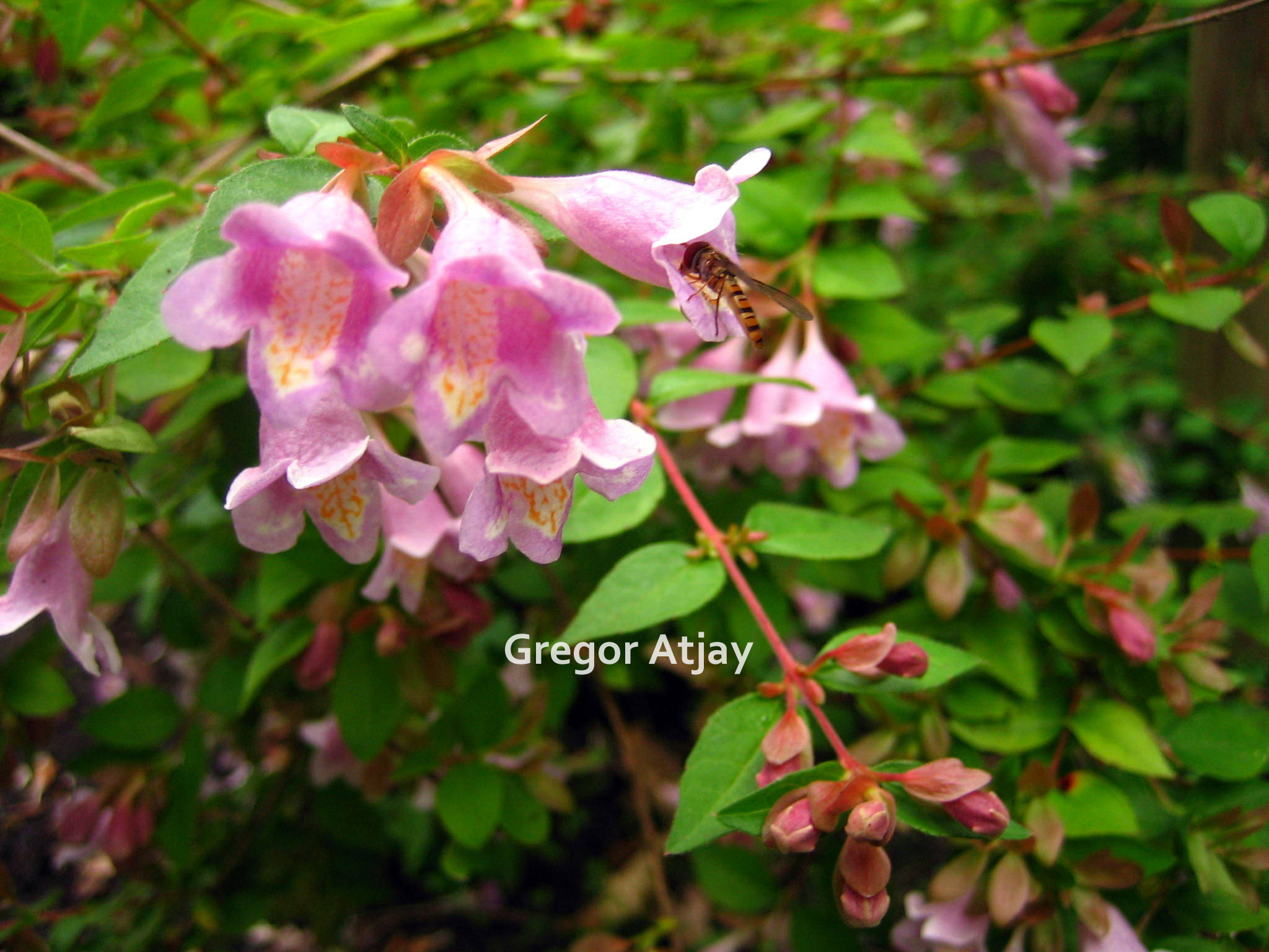 Abelia parviflora 'Bumblebee'