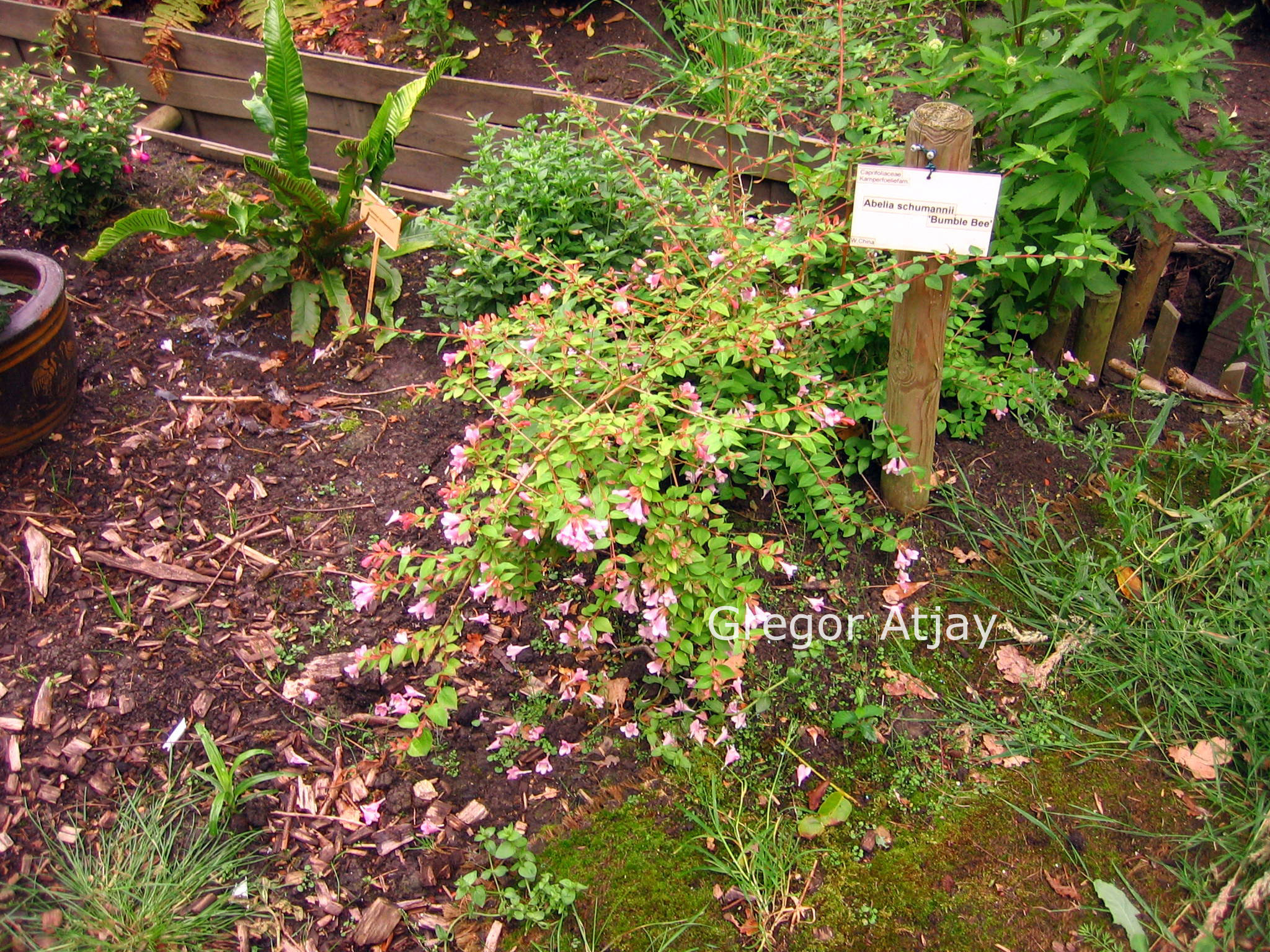 Abelia parviflora 'Bumblebee'