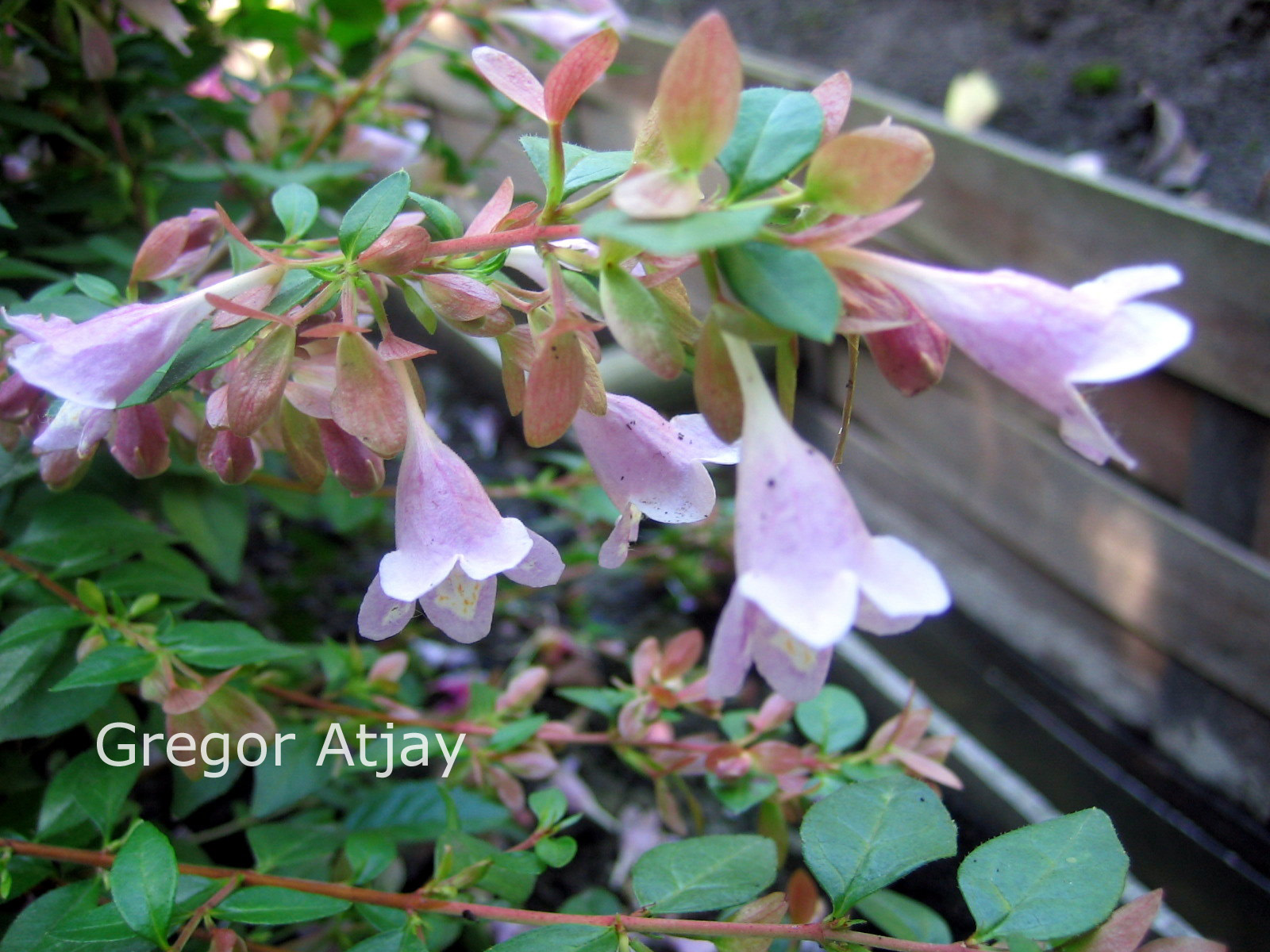 Abelia parviflora 'Bumblebee'