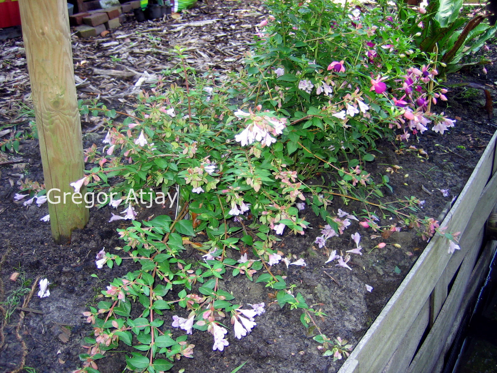 Abelia parviflora 'Bumblebee'