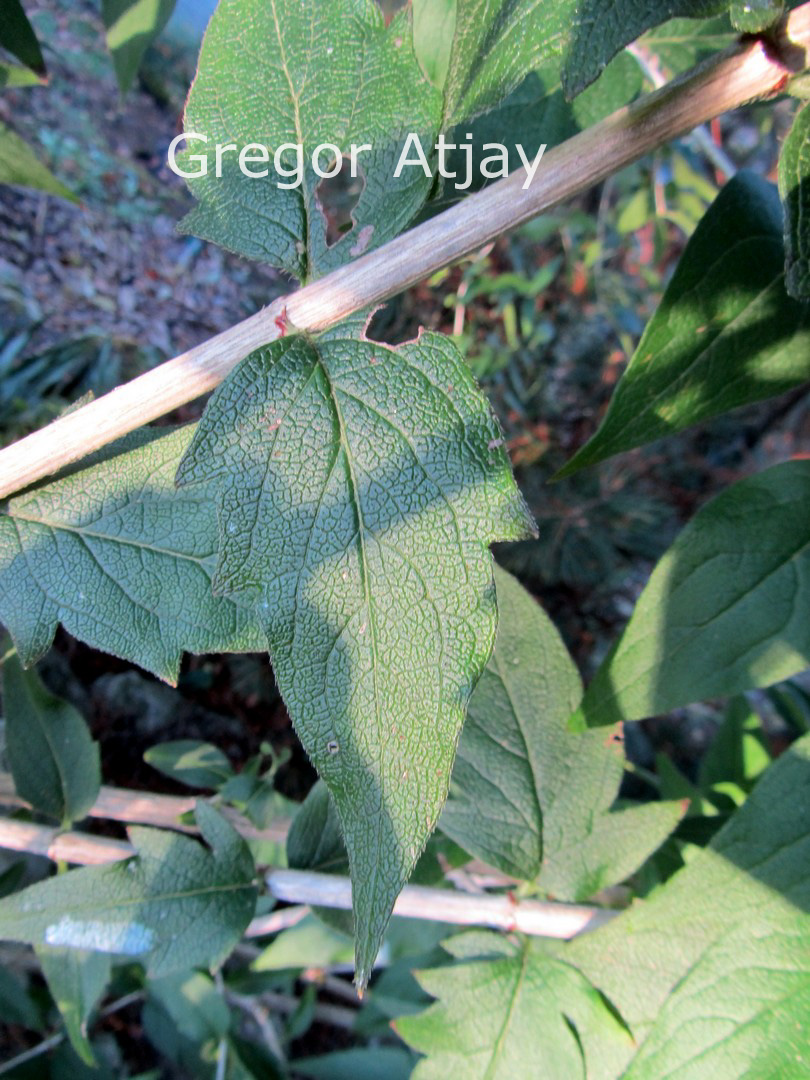 Abelia triflora