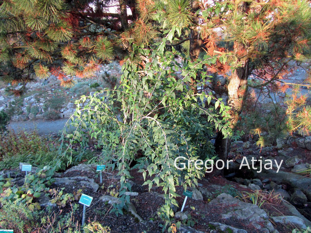 Abelia triflora